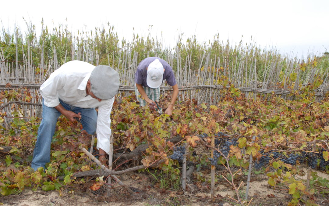 Os aristocráticos vinhos da Região de Colares, Sintra